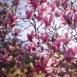 Květy magnolie
