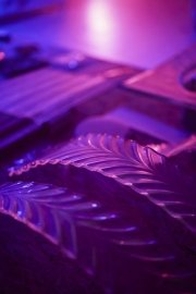 Glass leaves illuminated in purple light, creating a mystical atmosphere.